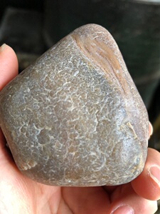 黑龙江天然古植物冰透树化玉木化玉化石原石观赏石雕刻料267克