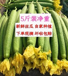 新鲜丝瓜_新鲜丝瓜价格_新鲜丝瓜淘宝天猫货源 - 找货