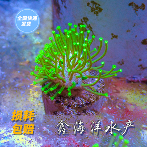 密须皮革小皮革软体珊瑚皮实易养珊瑚海水鱼鑫海洋水产养殖包活