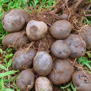 大凉山乌洋芋农家七彩土豆净重9斤装非转基因马铃薯小土豆