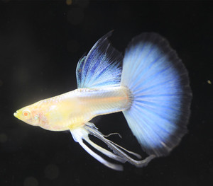 天空蓝白兰白子大c蝶翼缎带孔雀鱼观赏鱼热带鱼凤尾鱼小型淡水鱼