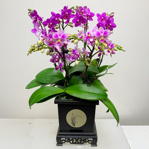 【6杆花】带香味蝴蝶兰香格里拉 卡利娜含盆小型花高端绿植花卉