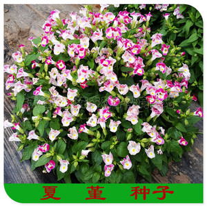 夏堇种子 夏瑾 原装进口夏瑾花种 原装进口种子