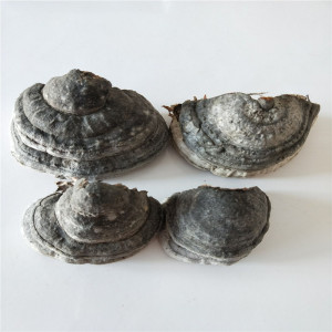 长白山野生木蹄层孔菌桦树马蹄菌木林芝整只500克两件包邮