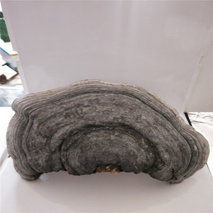 野生木蹄灵芝摆件马蹄菌造型 树舌木蹄层孔菌干货 长白山天然包邮