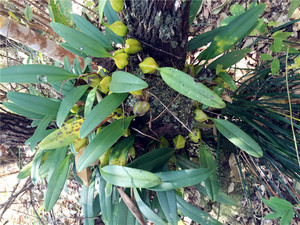 石豆斛办公桌阳台 denrobiu 云南缅甸室内外石斛盆栽 直播专拍