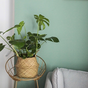 龟背竹长沙绿植室内办公室小盆栽花卉盆景欧美风文艺送货北欧 ins