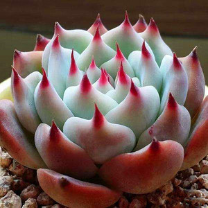 粉红色 可爱桃太郎 多肉植物 群生