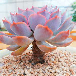 多肉植物 紫色菲欧娜 菲奥娜多肉 桌面萌肉盆栽