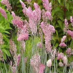 蜜糖草花境植物坡地毛冠草花苗室外花园景观搭配组合观赏草花盆栽