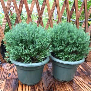 皮球松盆栽 球松 松柏球 皮球柏 自然成圆形 耐热耐寒 四季常绿