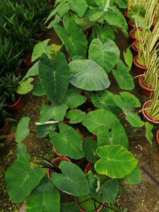 水生花卉水芋盆栽挺水植物鱼塘池塘净化水质花卉水池造景湿地