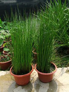 挺水水生植物灯芯草虎须草野生灯心草苗湿地种植公园池塘绿化造景