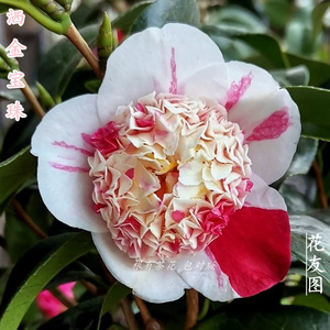 同款货源c记忆中的淘宝原生稀有品种茶花洒金宝珠单杆小苗白底