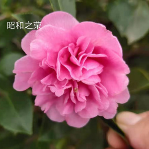 昭和之荣茶梅粉色托桂型的茶梅品种室内花卉盆栽