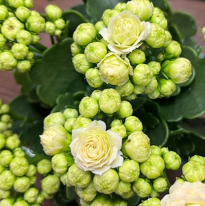 新品长寿花品种日本