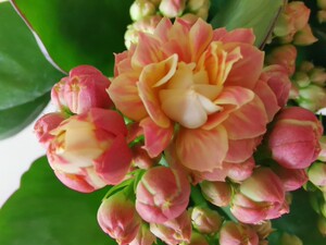 长寿花盆栽植物阳台进口一代苗巴黎系列爆盆重瓣大花橙黄色摩尔