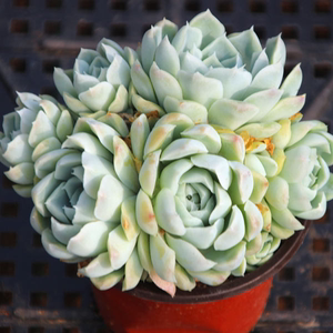 男爵多肉花园 白月影 阿尔巴白月影 群生 多肉植物 月影