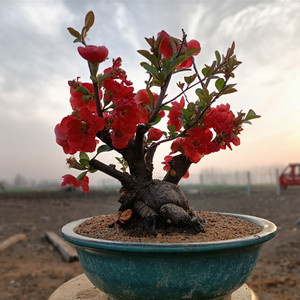 小品红花矮霸海棠盆景老桩世界一长寿乐长寿冠木瓜海棠花两盆包邮