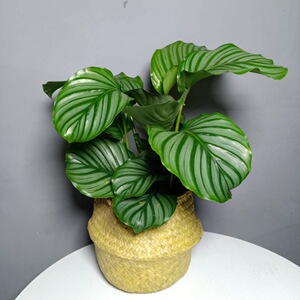 竹芋植物盆栽观叶喜阴绿植室内青苹果水培植物净化空气 超大青