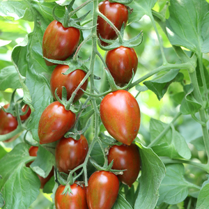 紫玉水果番茄种子 紫色樱桃小柿子种籽圣女果种孑超甜春季播盆栽