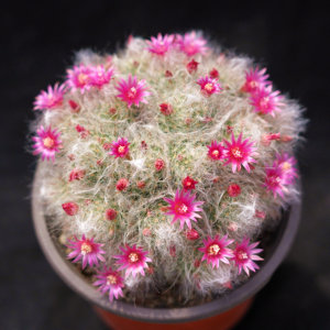 白云高莎高砂一物一拍实生苗乳突球属仙人球多肉植物开花大花丽花