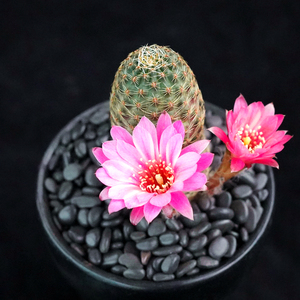 中间丽花实生仙人球集合美花群花宝山属一物一拍多肉植物盆栽花卉