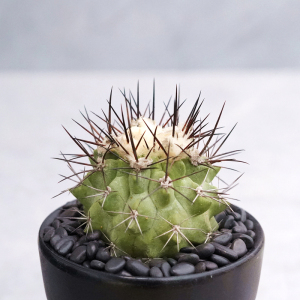 松凤玉黑刺仙人球 稀有龙爪属开花仙人球多肉植物组合盆栽