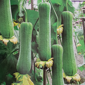 满棚喜大肉丝瓜种子高产早熟四季蔬菜种籽大全长丝瓜籽种孑