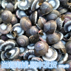 大连庄河海鲜鲜活海钱玻璃牛海瓜子海螺丝顺丰包邮