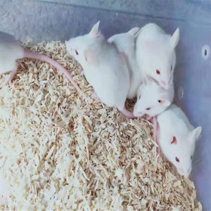 小白鼠乳鼠小白鼠活体粉皮红白霜成体繁殖组爬宠饲料宠物