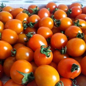 新鲜金黄色小柿子圣女果珍珠迷你小番茄非千禧樱桃柿子现采现发