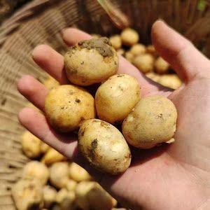 巫溪高山洋芋现挖土豆马尔科黄心马铃薯农家自种鸡蛋以上大小包邮