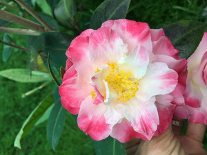 迷茫的春天名贵福建龙岩品种茶花阳台室内外庭院绿植花卉盆栽包邮