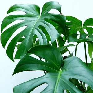 龟背竹老桩大型绿植网红绿植客厅室内龙鳞杆 植物正好