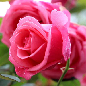 粉红女郎玫瑰花