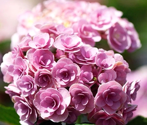 妖精之吻   绣球花  好养花卉  绿植盆栽  园艺鲜花