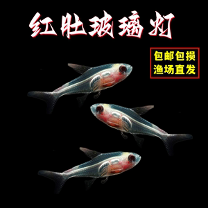 红肚玻璃白肚玻璃红肚皮鱼热带鱼小型鱼灯科活体观赏鱼群游草缸鱼