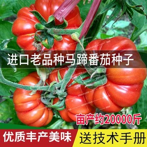 老品种西红柿籽