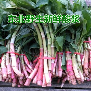 东北野生新鲜酸浆山野菜一份半斤4份包邮顺丰