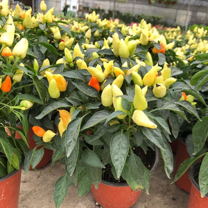 五彩小辣椒盆栽阳台庭院观果植物可食用四季好养花苗小彩椒花卉