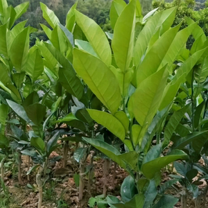 橘红苗化州橘红树苗