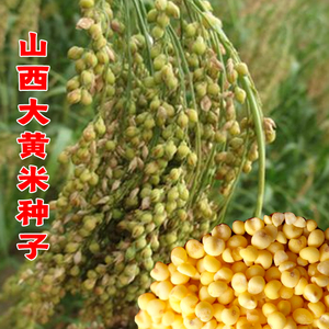 山西大黄米种子带壳糯米谷沁州软米粽子米扫把笤帚糜子黍子种籽