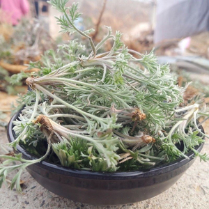 茵陈种子中药材 白蒿种籽多年生陈蒿因尘因陈茵藤蒿绵茵野菜0人付款