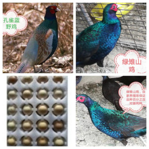 10枚包邮纯种绿雉孔雀蓝孔雀绿山鸡孵化受精种蛋两品随机搭配发货