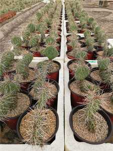 荒戎团扇仙人掌黄花荒绒仙人掌荒戎刺团扇盆栽