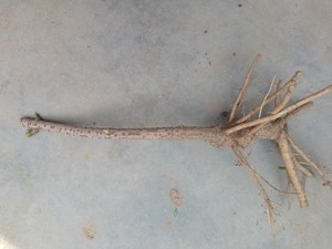 接骨木树苗活血条活筋条树苗北樟木