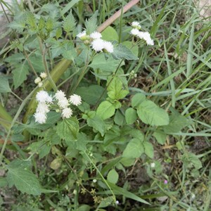 胜红蓟 现采鲜品500g 白花臭草 臭垆草 毛胜红