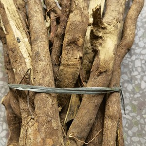 新鲜野山竹树根山竹子公树根公山竹根500克