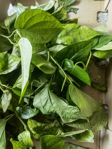 新鲜海南槟榔蒌 青蒌 扶留藤假蒌青蒟 槟榔蒟 蒌叶 蒟叶500g